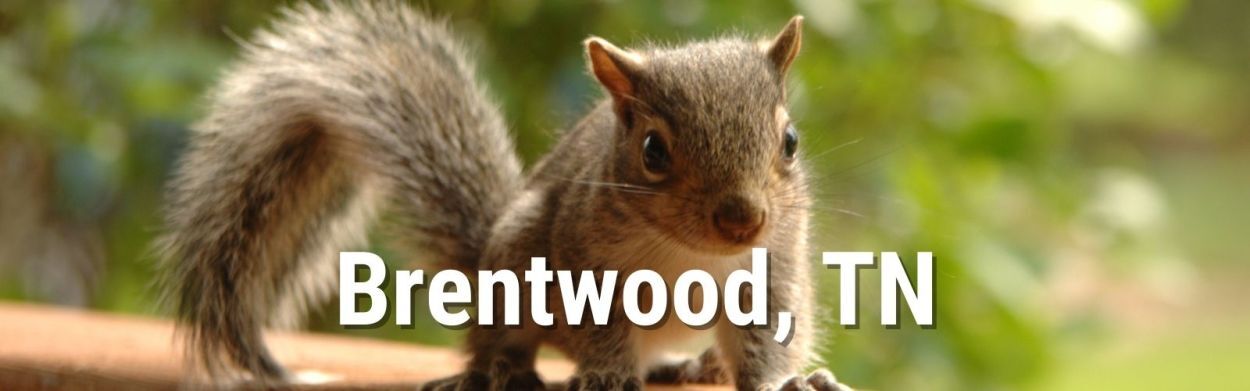 Wildlife Removal and Rodent Control in Brentwood, TN Brentwood, TN